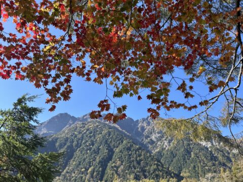 コハウチワカエデの紅葉と明神岳