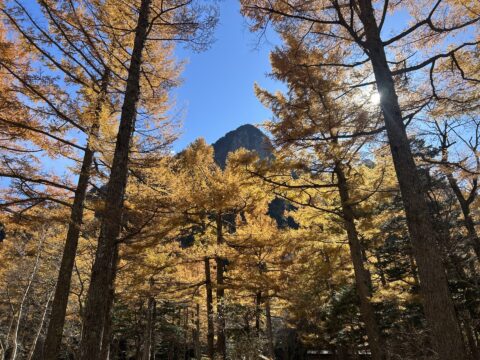 カラマツの黄葉と六百山