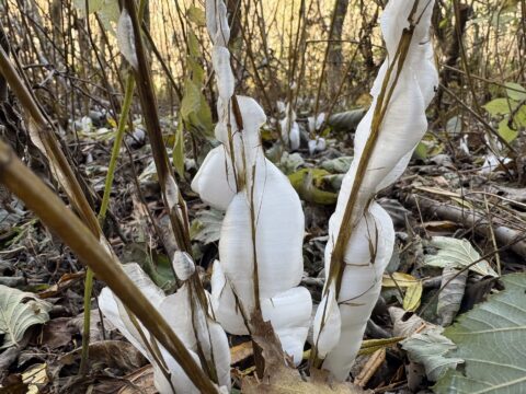 コウシンヤマハッカの氷柱