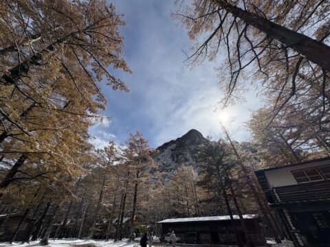 上高地　小梨平のカラマツ