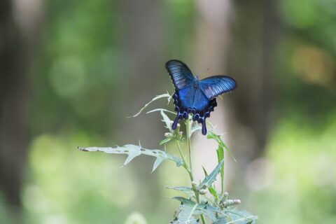 アザミとカラスアゲハ
