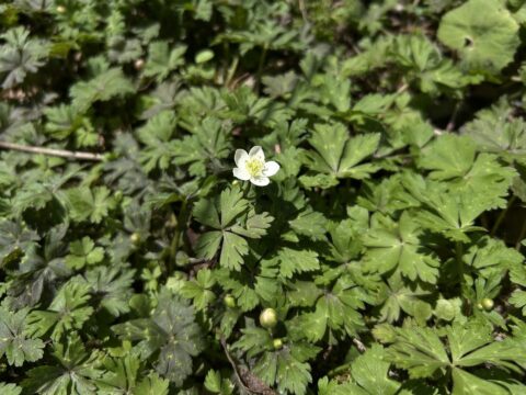 ニリンソウの一輪目開花