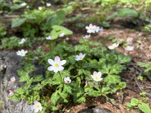 小梨平のニリンソウ