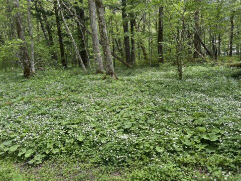 明神地区のニリンソウ群生