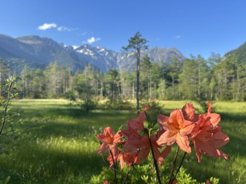田代湿原のレンゲツツジ