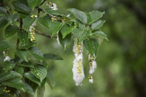 ドロヤナギの柳絮