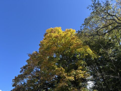 2025年10月8日 明神館前のイタヤカエデ