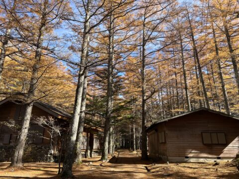 小梨平のカラマツの黄葉