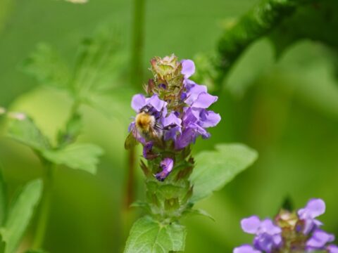 上高地のウツボグサ
