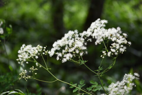 上高地のカラマツソウ