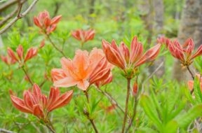 夏の上高地で見たい花9選｜見頃と散策スポットガイド