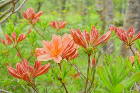 上高地のレンゲツツジ