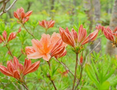 夏の上高地で見たい花9選｜見頃と散策スポットガイド