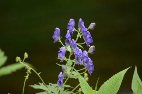 上高地のヤチトリカブト