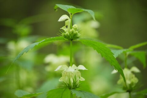 上高地のオドリコソウ