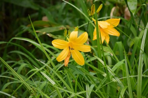 上高地のニッコウキスゲ