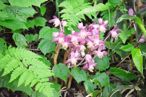 上高地のショウキラン