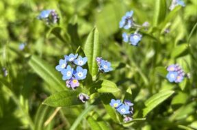 春の上高地で見たい花9選｜見頃と散策スポットガイド