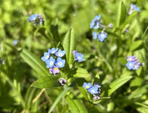 春の上高地で見たい花9選｜見頃と散策スポットガイド