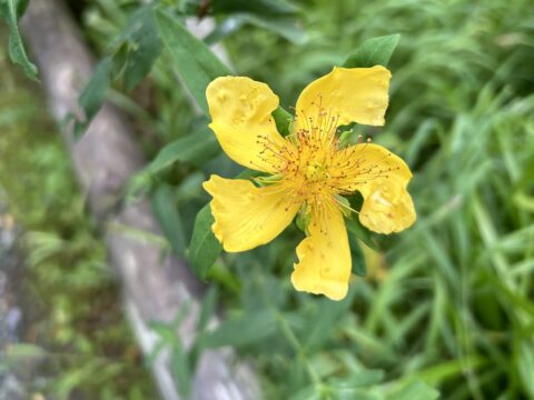 上高地のトモエソウ