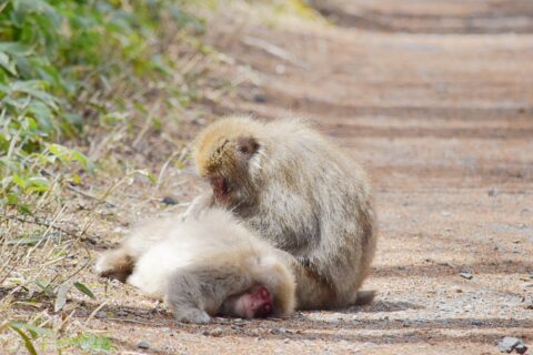 毛づくろいするサル