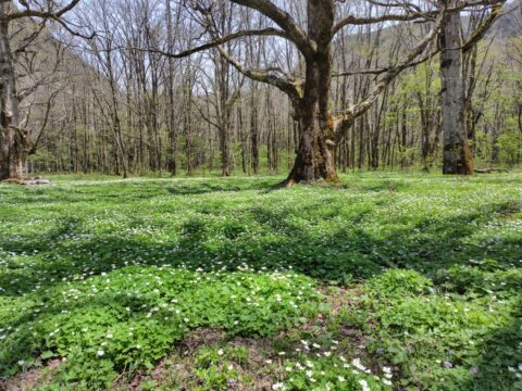 上高地・徳沢のニリンソウ群生
