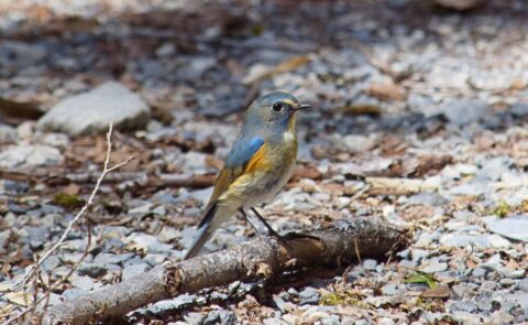 上高地・ルリビタキ