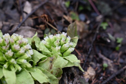 4月の上高地・フキ