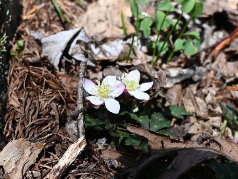 上高地・ニリンソウ開花
