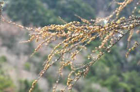 【開山まであと4日！】春の上高地って何がある？河童橋周辺の様子をお届け
