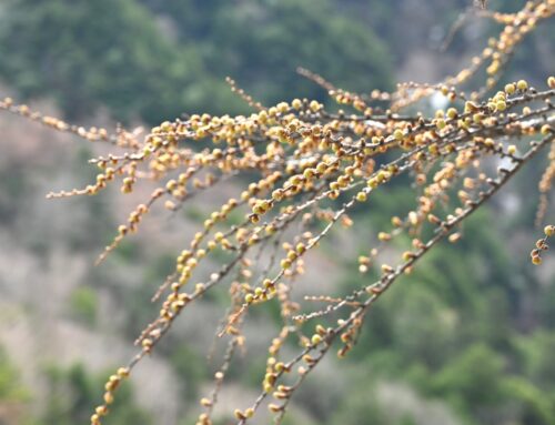 【開山まであと4日！】春の上高地って何がある？河童橋周辺の様子をお届け