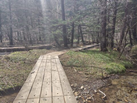 2026年4月の上高地の遊歩道、積雪なし