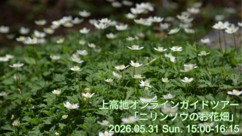 上高地オンラインガイドツアー2026年5月