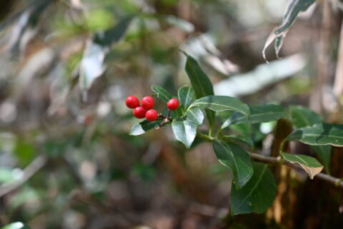 春先のツルシキミ