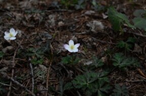 上高地ニリンソウ情報2026 | 小梨平・明神地区で開花しました