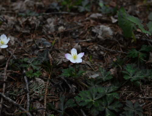 上高地ニリンソウ情報2026 | 小梨平・明神地区で開花しました