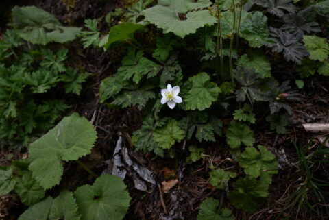 2026年4月の上高地のニリンソウ