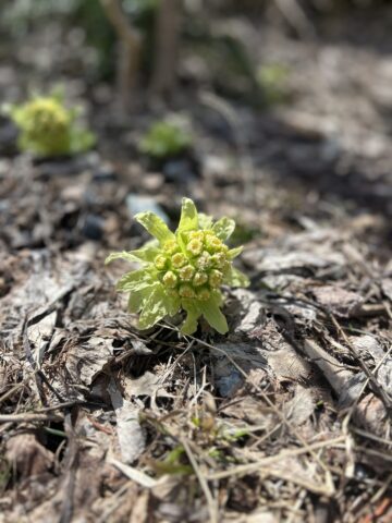 春先のふきのとう