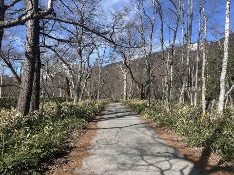 大正池方面の遊歩道