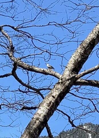 iPhoneで撮影したゴジュウカラ