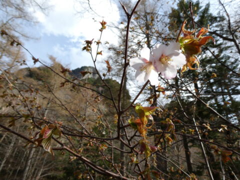上高地のタカネザクラ（高嶺桜）