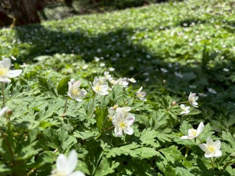 上高地のニリンソウ咲き始め