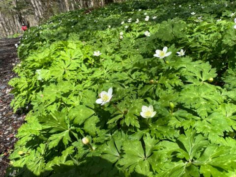 上高地のニリンソウ一部咲き