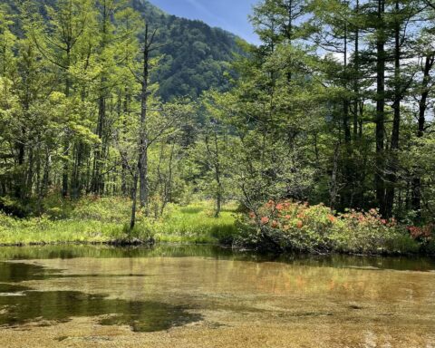 6月の上高地、田代池とレンゲツツジ