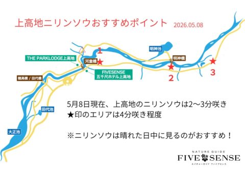 上高地のニリンソウ開花状況2026