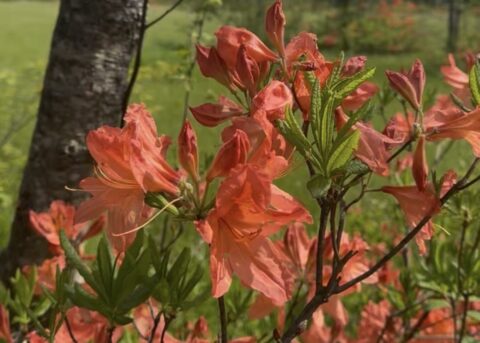 6月の上高地で撮影したレンゲツツジ