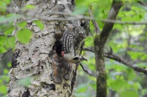 【上高地の野鳥】コマドリ・キビタキ・アカゲラの見つけ方ガイド！