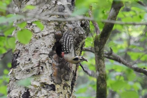 上高地で撮影したアカゲラ
