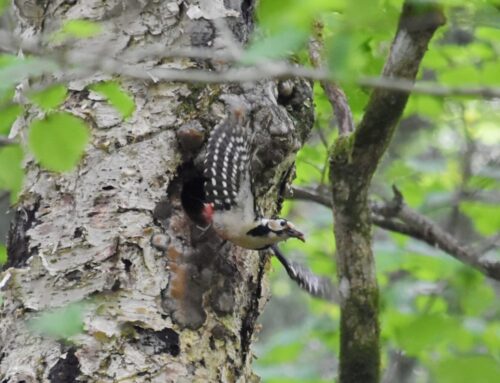 【上高地の野鳥】コマドリ・キビタキ・アカゲラの見つけ方ガイド！