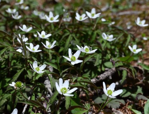 【5月の上高地】観光・ハイキングで楽しむ春のお花ガイド